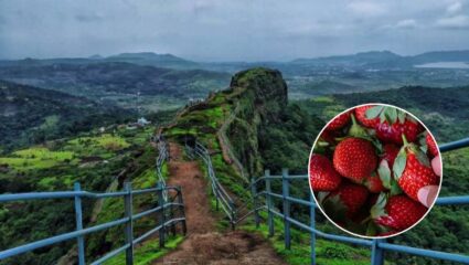 बॉलिवूड स्टार्सची पसंती; थंड हवा, धबधबे आणि स्ट्रॉबेरी… हिवाळ्यात खास ठरते महाबळेश्वरची सफर