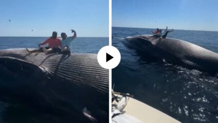 दारूच्या नशेत मच्छिमारांनी व्हेल माशाच्या मृतदेहासोबत असं काही केलं की… पाहून युजर्स संतापले; Video Viral