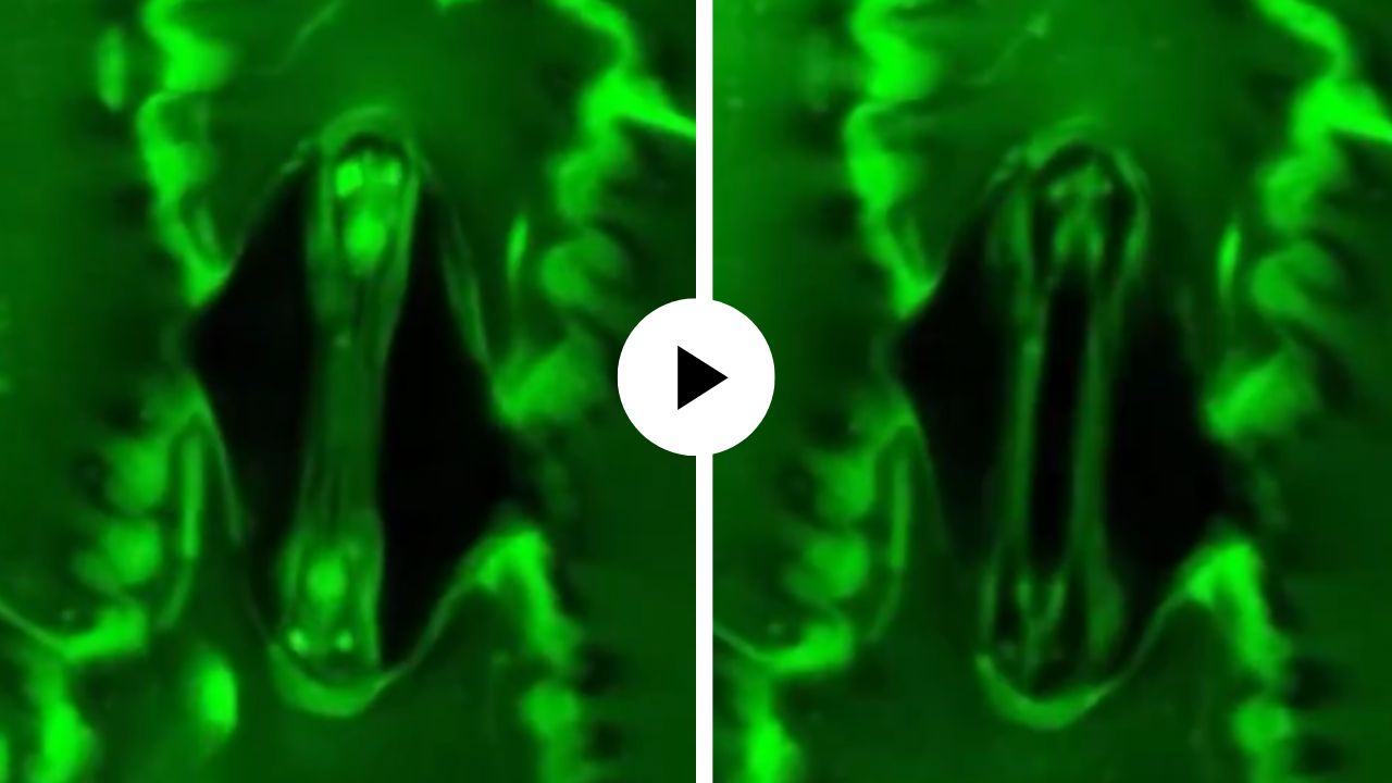 झाडांना श्वास घेताना कधी पाहिलं आहे का? पहिल्यांदाच कॅमेरात कैद झाला अद्भुत नजारा… पाहून तुम्हीही व्हाल थक्क; Video Viral