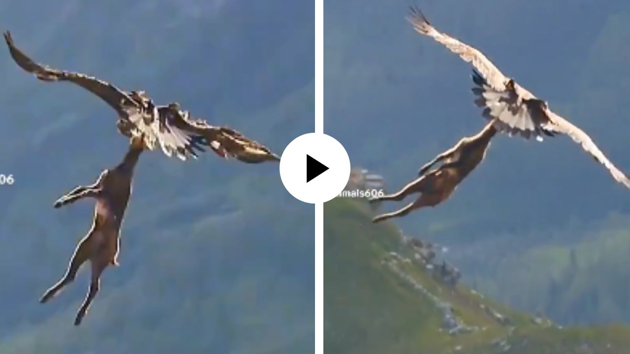 हरणाची मान चोचीत पकडली अन् हवेतच गरुडाने केली थरारक शिकार, दृश्य असे की पाहून सर्वच हादरले; Video Viral