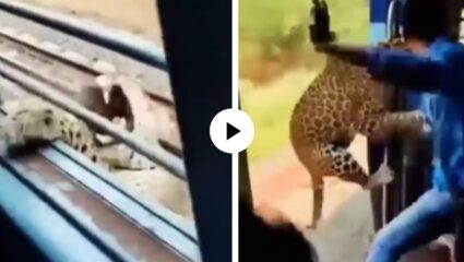 Fact Check : चालू ट्रेनमधून बिबट्याने केली शिकार… दरवाजात उभ्या असलेल्या व्यक्तीला ओढतच काढलं बाहेर अन् थरारक Video Viral