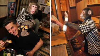 ना रोबोट, ना माणूस… या हॉटेलमध्ये माकडं करतात जेवण सर्व्ह… जपानच्या अनोख्या रेस्टॉरंटची सर्वत्र चर्चा