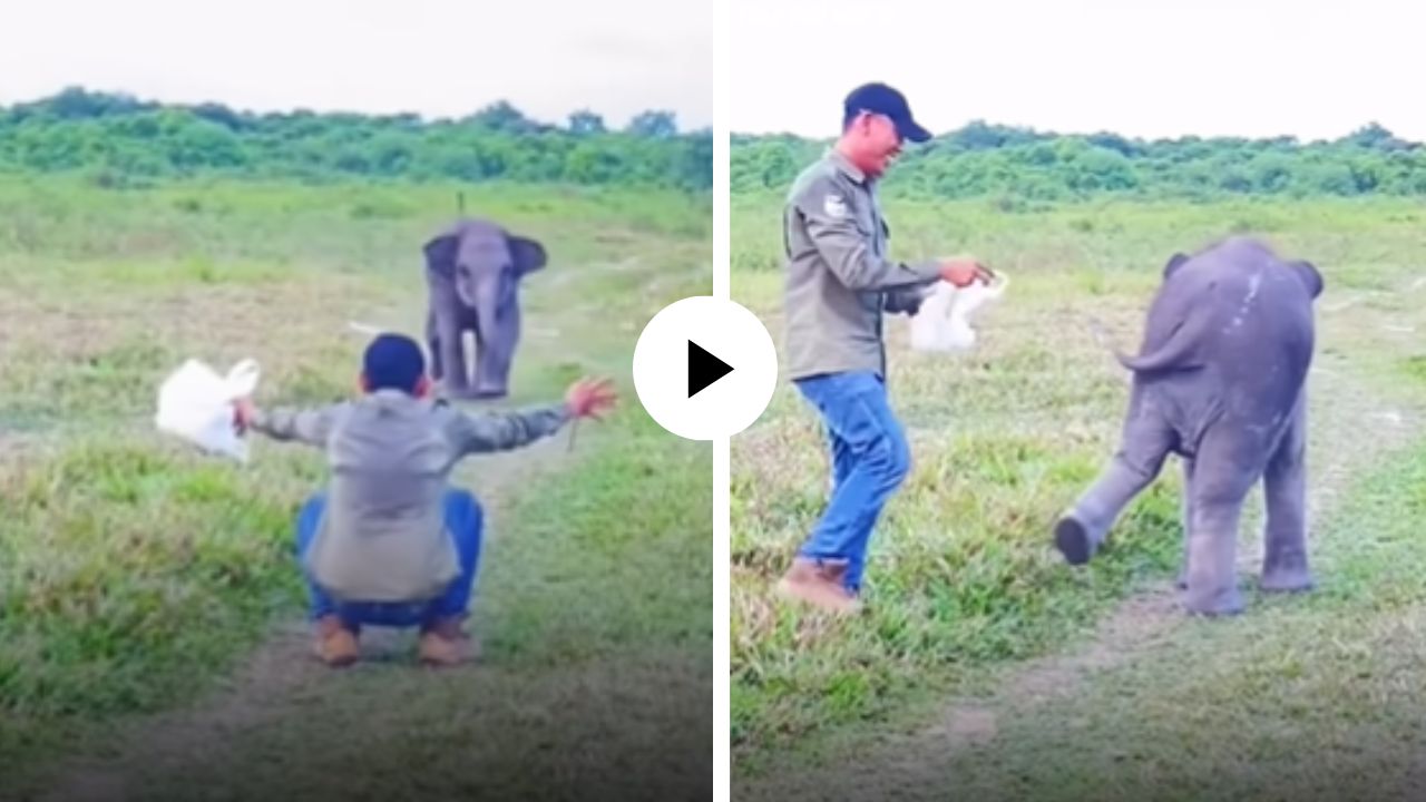 धावत पळत आला पण केअरटेकरने मिठी टाळताच चिमुकला हत्ती झाला नाराज, नजर फिरवत दाखवला रुसवा अन् पाहून युजर्सही झाले खुश; Video Viral