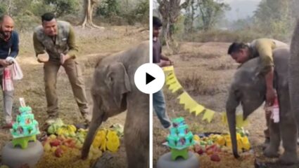 केक… फळं… गिफ्ट्स आणि बरंच काही, केअरटेकरने सेलिब्रेट केला मोमोचा बर्थडे; चिमुकल्या हत्तीचा आनंद पाहून युजर्स झाले खुश