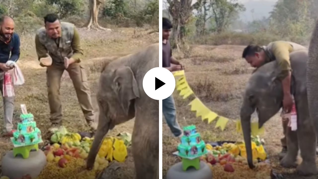 केक… फळं… गिफ्ट्स आणि बरंच काही, केअरटेकरने सेलिब्रेट केला मोमोचा बर्थडे; चिमुकल्या हत्तीचा आनंद पाहून युजर्स झाले खुश