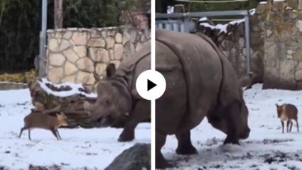 विशालकाय पाणगेंड्याला हरणाच्या बाळाने दिलं आव्हान, धावत पळत आला अन्… मजेदार दृश्य पाहून हसूच येईल; Video Viral