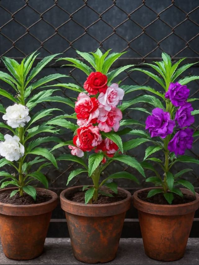 वसंत ऋतूमध्ये घरामध्ये लावा ही रोपे