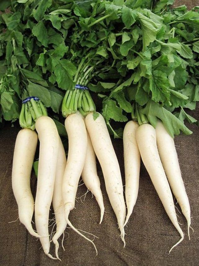 या लोकांनी मुळ्याचे सेवन करू नये