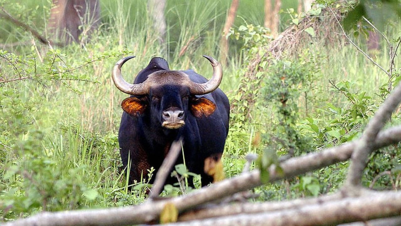 Kolhapur News : शाहूवाडीत नागरिकांमध्ये भीतीचे वातावरण; गव्यांनी रोखला शालेय विद्यार्थ्यांचा रस्ता