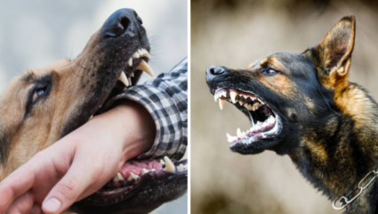 Explainer: महिलांपेक्षा पुरुषांवर Attack का करतात कुत्रे? कसा वाचवाल जीव