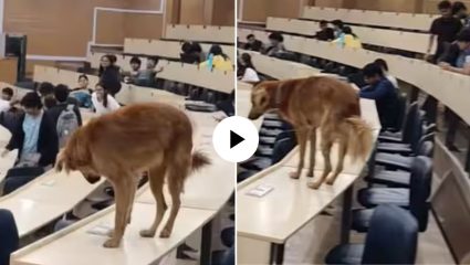 IIT मुंबईत लेक्चर सुरु असतानाच डोगेश भाईची रुबाबात एन्ट्री; VIDEO तुफान व्हायरल