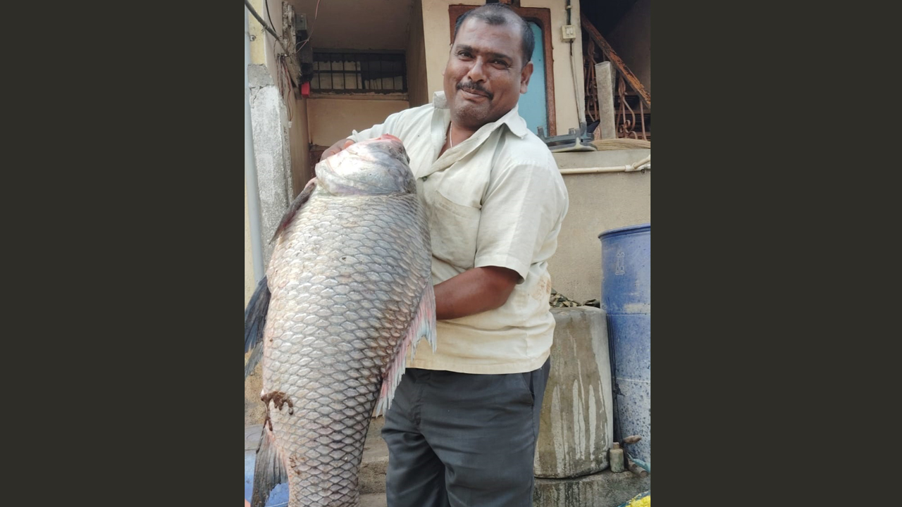 कृष्णा नदीत सापडला तब्बल 25 किलोंचा दुर्मिळ कटला मासा; नागरिकांची एकच गर्दी