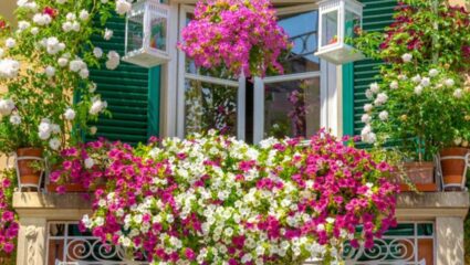 Flowering Plants: घराच्या बाल्कनीमध्ये लावा ‘ही’ सुंदर फुलझाडे, घरामध्ये ताजेपणा आणि सकारात्मक ऊर्जा