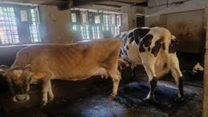 Gadchiroli News: आश्रमशाळा की गुरांचा गोठा? विद्यार्थी भोजन कक्षात गुरांचा ठिय्या, लाहेरी आश्रमशाळेतील प्रकार