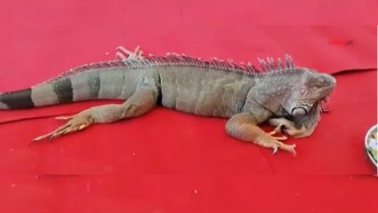 Bhima Krushi Pradarshan Kolhapur : प्रदर्शनात ५ फुटी सरड्याची एन्ट्री; पाहा थरारक व्हिडिओ!