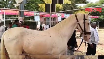 Latur News : सिद्धेश्वर-रत्नेश्वर यात्रेत भरलं श्वान प्रदर्शन; 82 श्वान आणि 14अश्वांचा सहभाग