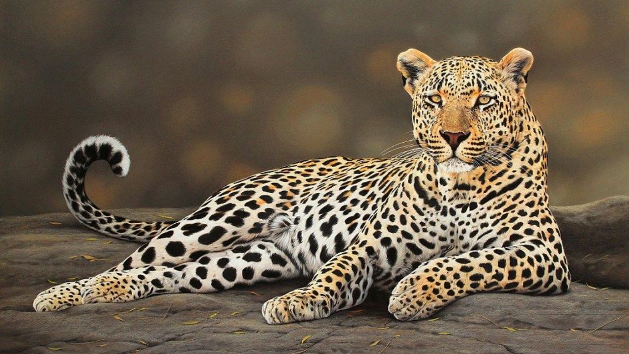 बचावलेल्या बिबट्यांची तपासणी बंधनकारक! वन्यप्राण्यांच्या हालचालींवर लक्ष ठेवण्याच्या वन मंत्री गणेश नाईकांच्या सूचना