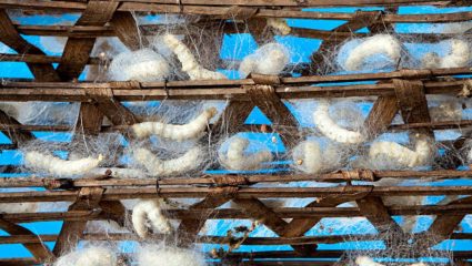 शेतकऱ्यांसाठी संधी तुती लागवडीसाठी ४ लाख १८ हजारांचे अनुदान; नांदेडमध्ये महारेशीम अभियानाला भव्य सुरुवात