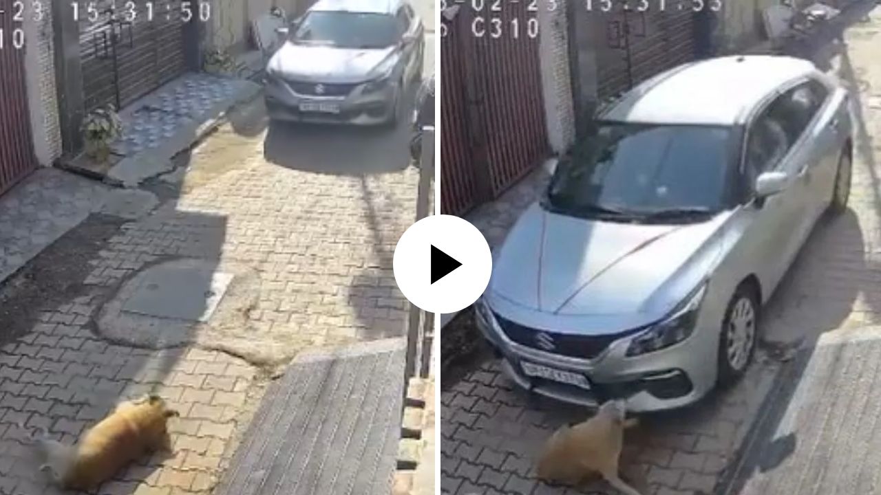 माणुसकीला काळीमा! कार चालकाचे मुक्या प्राण्यासोबत निर्दयी कृत्य; शांत झोपलेल्या श्वानावर चढवली कार, Video Viral