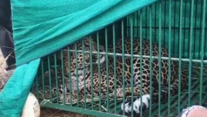 Sangli News : शिराळा तालुक्यातील बिऊरमधील नरभक्षक बिबट्या अखेर जेरबंद; वनविभाग व रेस्क्यू टीमच्या प्रयत्नांना यश