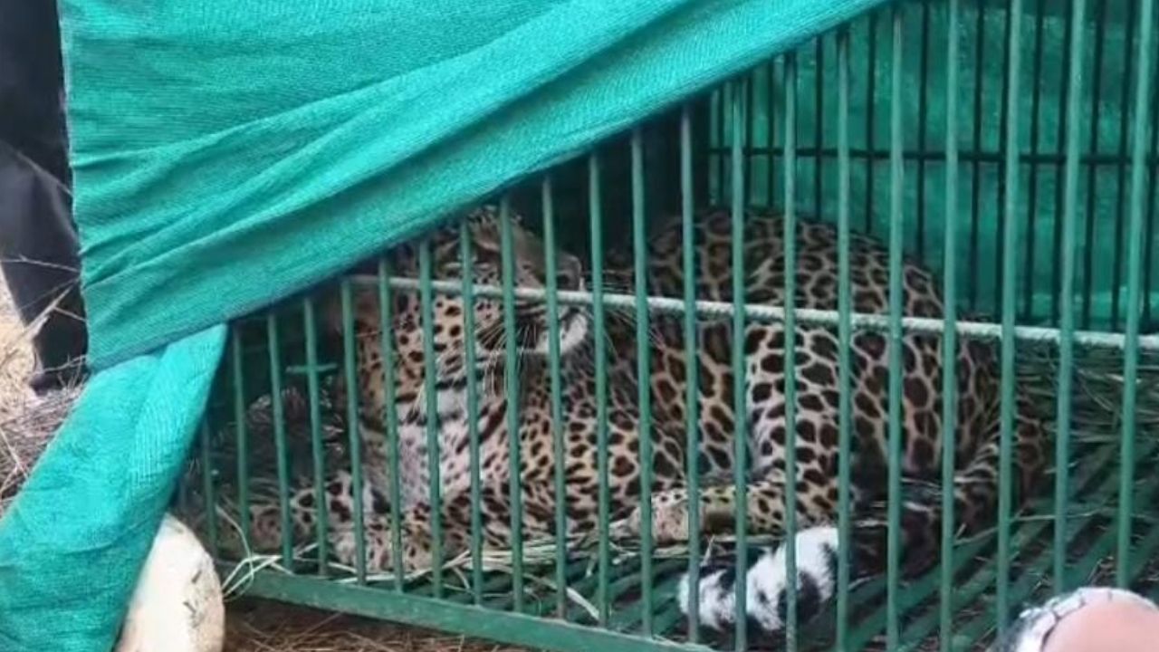 Sangli News : बिऊर तालुका शिराळामधील नरभक्षक बिबट्या अखेर जेरबंद; वनविभाग व रेस्क्यू टीमच्या प्रयत्नांना यश