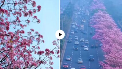 मुंबईनगरीला आली जपानसारखी बहर! Cherry Blossom चा फील घेण्यासाठी हौशींची गर्दी, Video Viral