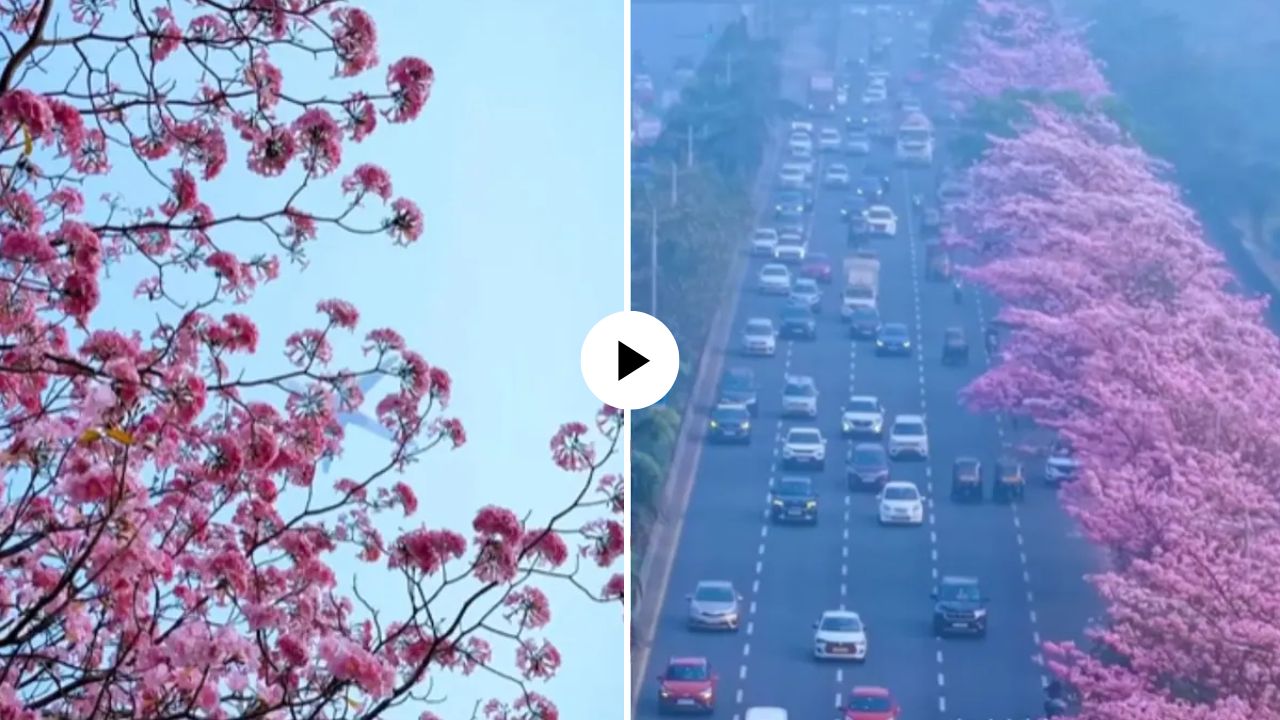 मुंबईनगरीला आली जपानसारखी बहर! Cherry Blossom चा फील घेण्यासाठी हौशींची गर्दी, Video Viral