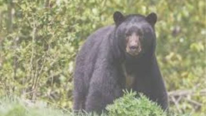 Nagpur: अस्वलाच्या हल्ल्यात पत्नी ठार, पती गंभीर; रामटेक तालुका दहशतीत