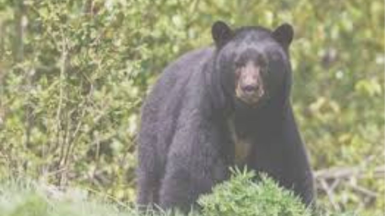 Nagpur: अस्वलाच्या हल्ल्यात पत्नी ठार, पती गंभीर; रामटेक तालुका दहशतीत