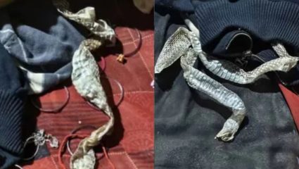 Uttar Pradesh: बेडवर सापाची कात, बांगड्या-सिंदूर…; तरुणी बनली ‘नागीण’! नेमकं प्रकरण काय?