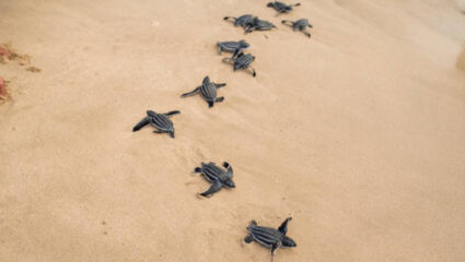 रत्नागिरी जिल्ह्यातील ३५ किनाऱ्यांवर १७९ कासव घरटी; 66 पिल्ले समुद्राकडे मार्गस्थ