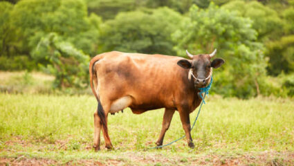 Crime News: गुरे बांधून ठेल्याप्रकरणी एकावर गुन्हा; सिंधुदुर्गमधील धक्कादायक प्रकार