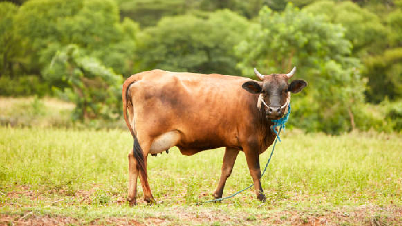 Crime News: गुरे बांधून ठेल्याप्रकरणी एकावर गुन्हा; सिंधुदुर्गमधील धक्कादायक प्रकार