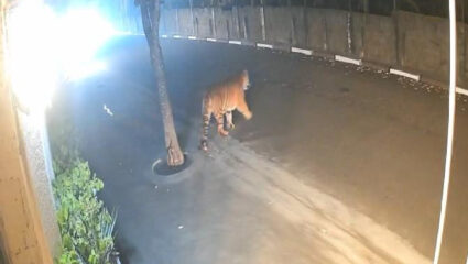 हट जा सामने से, मैं आया…! आंध्रप्रदेश या रस्त्यावर झाले वाघोबांचे दर्शन; पहा Viral Video