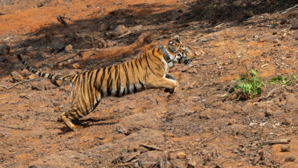 Tiger News: सह्याद्रीच्या खोऱ्यात घुमणार ‘हिरकणी’ची डरकाळी; व्याघ्र संवर्धनाला नवे बळ