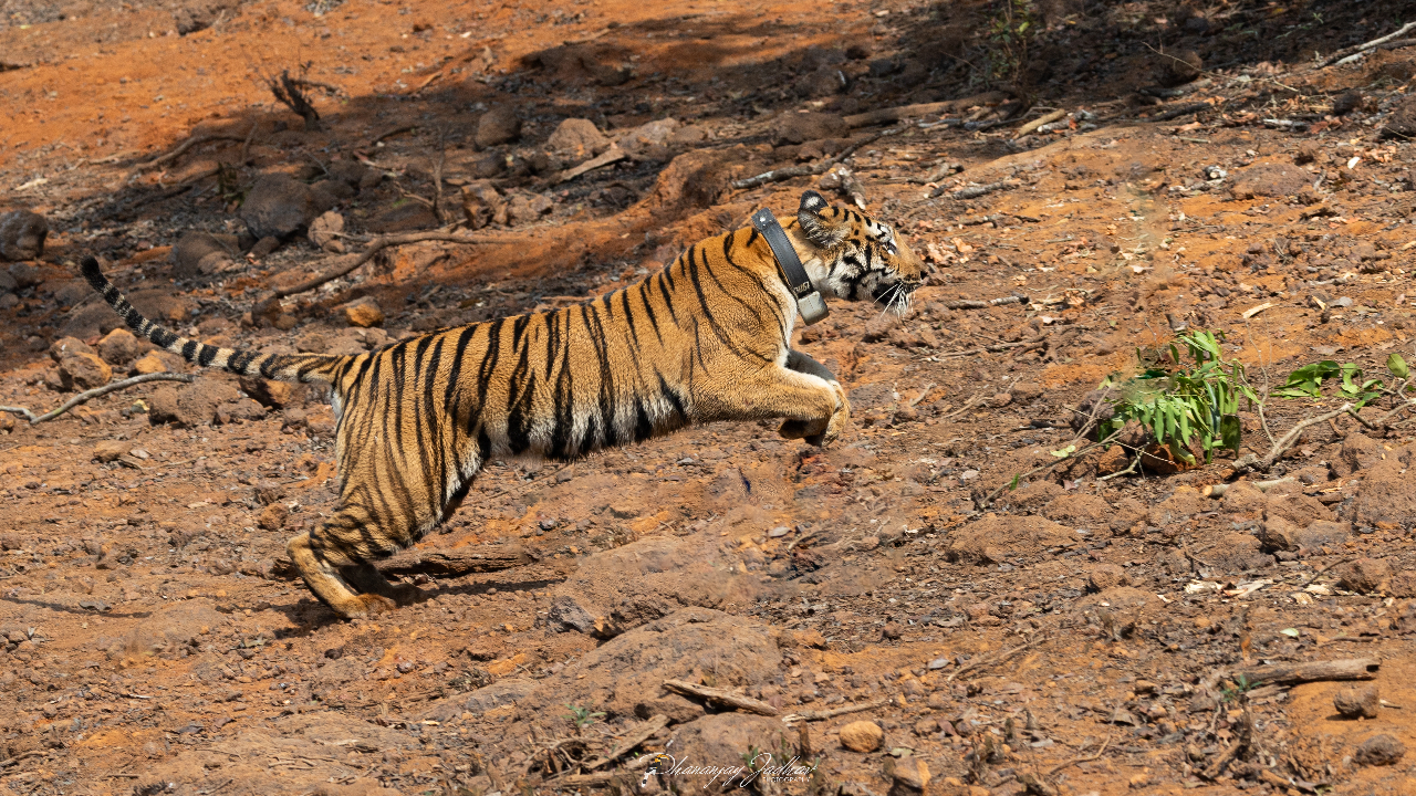 Tiger News: सह्याद्रीच्या खोऱ्यात घुमणार ‘हिरकणी’ची डरकाळी; व्याघ्र संवर्धनाला नवे बळ