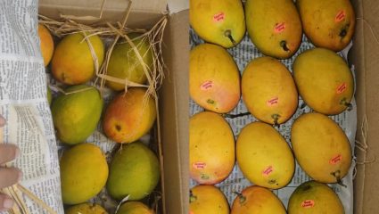 कोकणच्या ‘लक्ष्मी’वर आस्मानी संकट; राजू शेट्टींचा सरकारला निर्वाणीचा इशारा; म्हणाले, “जिल्हाधिकारी…”