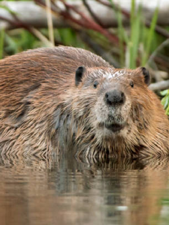 'हे' आहेत पाणी अन् जमिनीवर राहणारे खास प्राणी