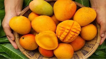 Alphonso शेतकरी संकटात? हवामान बदलांचा गंभीर परिणाम; हापूसचा मोहोर करपला