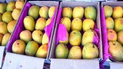 Alphonso Mango: कोकणचा ‘राजा’ नैसर्गिक संकटात; मोहोराला बुरशी अन्…; हवामानाचा फटका