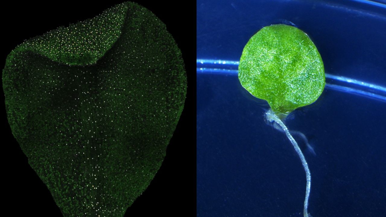 वनस्पतींच्या पुनर्जननाचे रहस्य उलगडले! आयसर पुणेच्या संशोधनातून ‘ऑटोफॅजी’ची महत्त्वपूर्ण भूमिका स्पष्ट