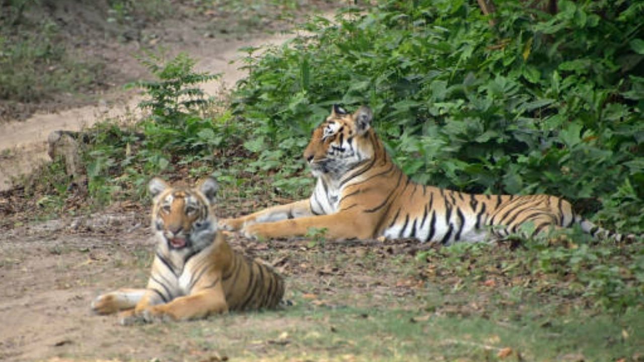 Nanded News :’पैनगंगा ‘मध्ये पुनर्वन्यीकरण प्रयोग यशस्वी; नर वाघ ‘जॉनी’ला मिळाली जोडीदार