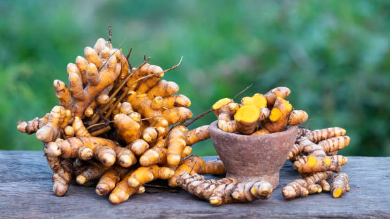 ओल्या हळदीमधील अँटी-बॅक्टेरिअल आणि अँटी-फंगल गुणधर्म आढळून येतात, ज्यामुळे केसांमध्ये वाढलेला कोंडा आणि टाळूवर वाढलेले इन्फेक्शन कमी होते. याशिवाय टाळूवरील त्वचेला आलेली सूज सुद्धा कमी होते. 