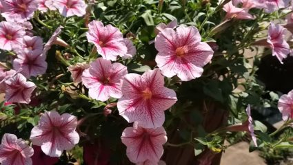 फेब्रुवारी-मार्चमध्ये लावा ‘निशिगंध’; कमी देखभालीत भरघोस फुलोरा, घरभर पसरलेली ताजेतवानी आनंदाची चाहूल