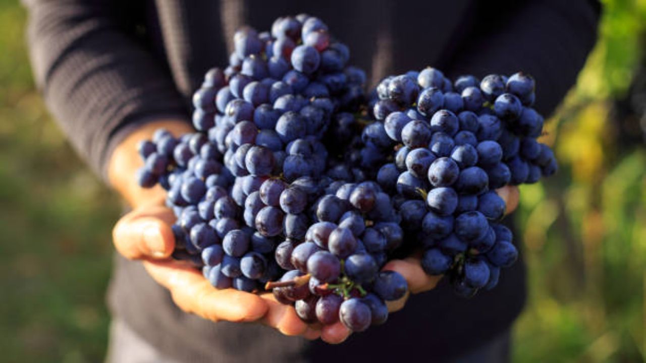 काळ्या द्राक्षांमध्ये असलेल्या रेस्वेराट्रोल आणि अँथोसायनिन्स शरीरात वाढलेली कोलेस्ट्रॉलची पातळी कमी करण्यास मदत करतात. याशिवाय रक्तभिसरण सुधारण्यासाठी आणि हृदयाचे आरोग्य कायमच निरोगी ठेवण्यासाठी काळी द्राक्ष खावीत. 