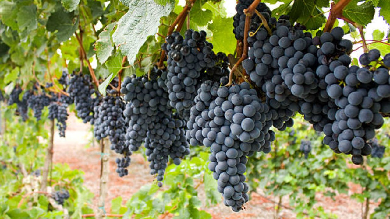 काळ्या द्राक्षांचा ग्लायसेमिक इंडेक्स कमी असतो, ज्यामुळे रक्तात वाढलेले साखरेचे प्रमाण नियंत्रणात राहते. मधुमेह असलेले रुग्ण गोड पदार्थ खाण्यास नकार देतात. पण काळ्या द्राक्षांमध्ये असलेला नैसर्गिक गोडवा शरीराला हानी पोहचवत नाही. 