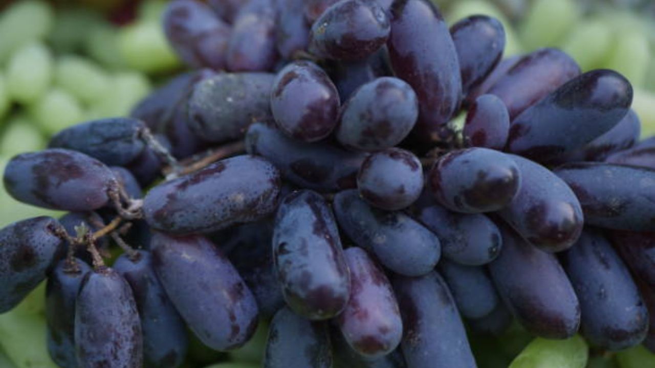 मेंदूच्या पेशींचे रक्षण करण्यासाठी आणि मेंदूचे कार्य कायमच सुरळीत चालू राहण्यासाठी काळी द्राक्ष खावी. यामुळे स्मृतिभ्रंश यांसारख्या आजारांचा धोका कमी होतो. 