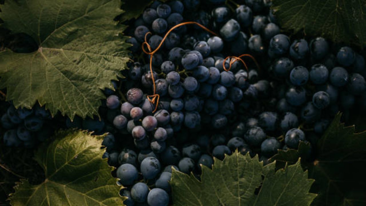 काळ्या द्राक्षांमध्ये भरपूर प्रमाणात फायबर असते. फायबर युक्त पदार्थ खाल्ल्यास पचनक्रिया निरोगी राहते, खाल्लेले अन्नपदार्थ सहज पचन होतात आणि बद्धकोष्ठतेपासून सुटका मिळते. 