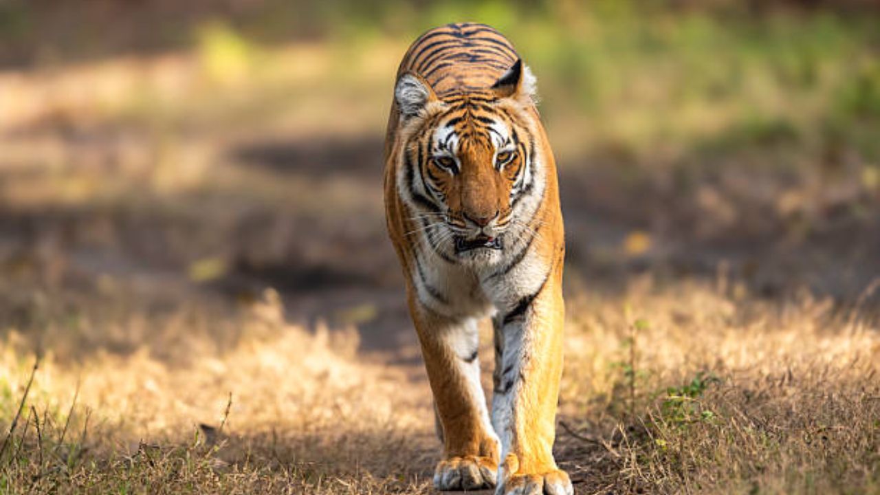सह्याद्रीच्या डोंगरकपारीत ‘हिरकणी’ची डरकाळी! कोयना अभयारण्यातून चिपळूणकडे प्रवास; जीपीएस सिग्नलनंतर वनविभाग सतर्क