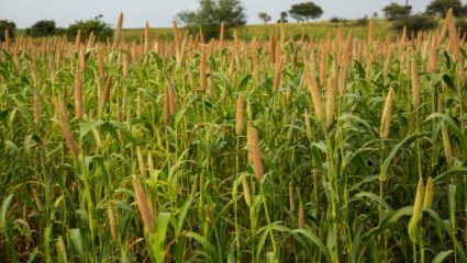 वातावरणामुळे धान्य पिकावर रोगांचा प्रादुर्भाव! शेतकऱ्यांना आर्थिक फटका; उन्हाळी धान्यावर होणार परिणाम
